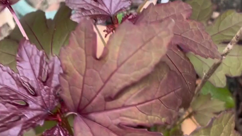 Cranberry Hibiscus